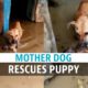 Watch: Dog rescues her puppy from floodwater in Karnataka Vijayapura