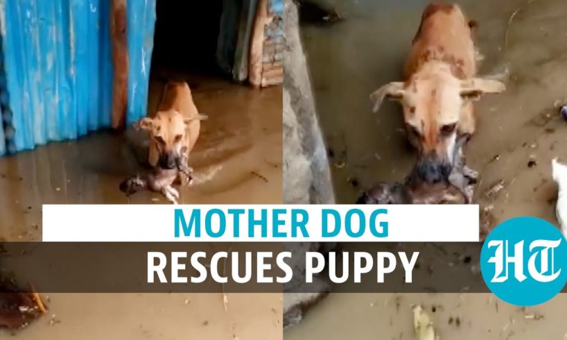 Watch: Dog rescues her puppy from floodwater in Karnataka Vijayapura