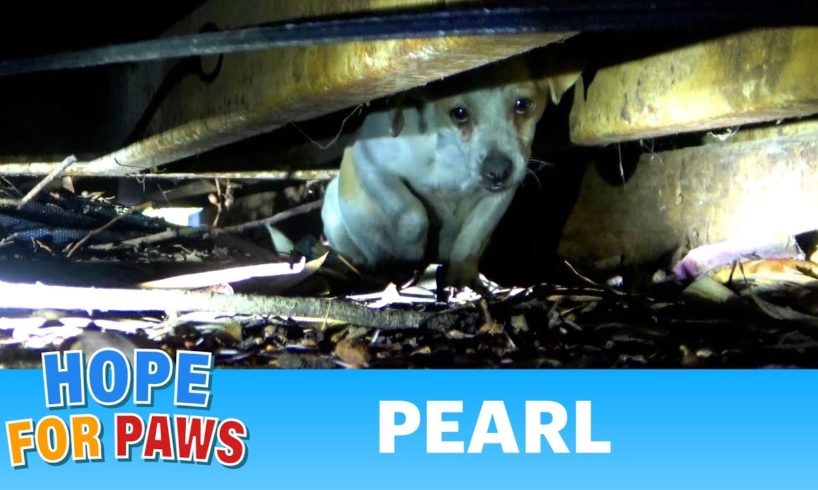 We just couldn't find where she hid the puppies...