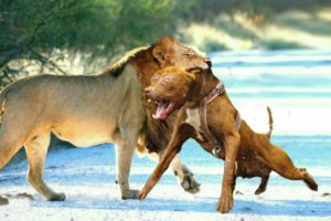 When Dogs Dare to Attack Lions !! Real Fights Between Dogs and Predators