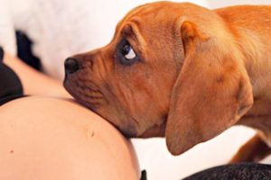 When Your Dogs Know You're Pregnant | Cutest Reactions