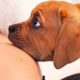 When Your Dogs Know You're Pregnant | Cutest Reactions