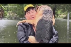 While others rescue people in flooding, this man rescues animals