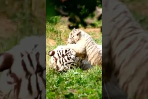 White Tigress Mother with Cubs | Playing | Animals