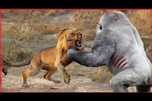 Wild Discovery Channel Animals - Wild Kalahari Documentaries - Nature Documentary Animal Planet 2015