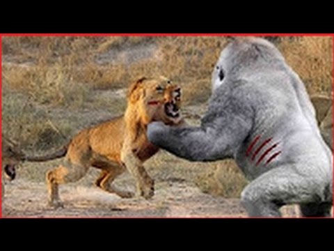 Wild Discovery Channel Animals - Wild Kalahari Documentaries - Nature Documentary Animal Planet 2015