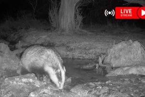Wildlife in the Forest - Live Camera with sound || fox, badger, marten, deer and birds