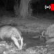 Wildlife in the Forest - Live Camera with sound || fox, badger, marten, deer and birds