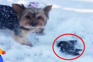 Woman Rescues Frozen Bird Rescued With A Blow Dryer | The Dodo