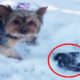 Woman Rescues Frozen Bird Rescued With A Blow Dryer | The Dodo