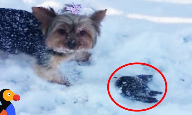 Woman Rescues Frozen Bird Rescued With A Blow Dryer | The Dodo