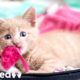 Woman Rescues Paralyzed Kittens And Finds Them Homes | The Dodo Faith = Restored