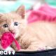 Woman Rescues Paralyzed Kittens And Finds Them Homes | The Dodo Faith = Restored