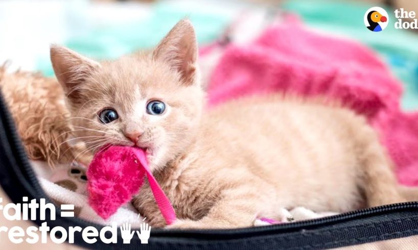 Woman Rescues Paralyzed Kittens And Finds Them Homes | The Dodo Faith = Restored