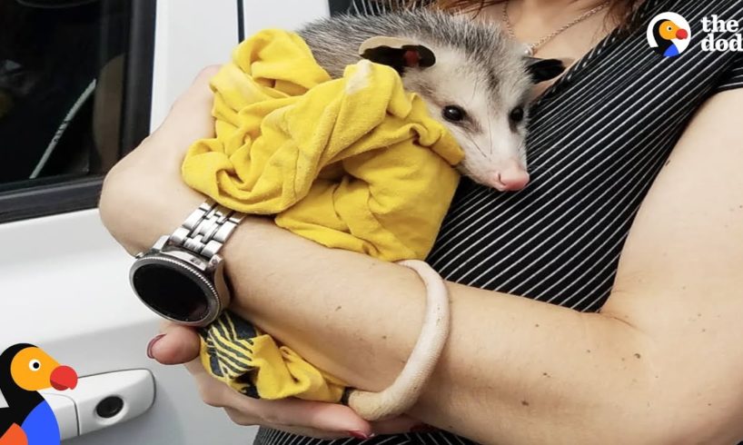 Woman Rescues Possum And Raises Him Like Her Own | The Dodo