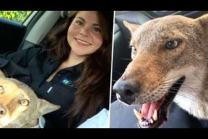 Woman Rescues ‘Injured Dog’ That Was Hit By A Car, Finds Out It’s A Wild Coyote