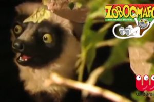 Zoboomafoo | Episode: Learn with Lemur | Animals For Kids