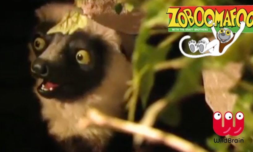 Zoboomafoo | Episode: Learn with Lemur | Animals For Kids