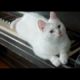 beautiful cute cats ? _ OMG so cute cats ❤ cute animals || cats playing with a piano? # 15