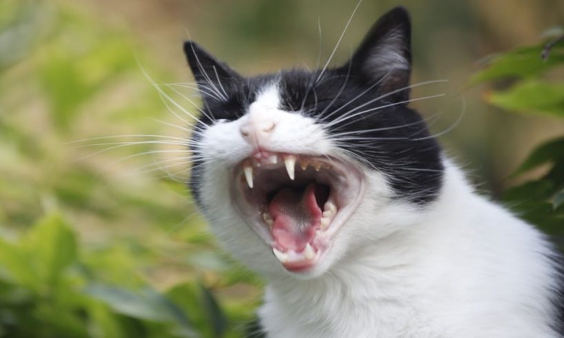 crazy animal fights compilation