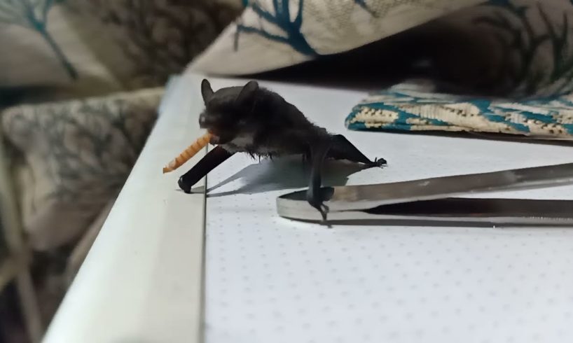 cute bat feeding on mealworm | at  @RESQCT - ANIMAL RESCUES INDIA | Pune