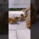 cute bibi monkey plays with bibi monkey ?viral video?Animals world Compilation short CUTE animals