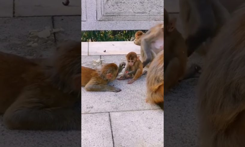 cute bibi monkey plays with bibi monkey ?viral video?Animals world Compilation short CUTE animals