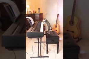 cute cat playing piano ???amazing cat?❤️ !Animals world animals Compilation short CUTE animals vedio