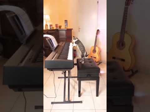 cute cat playing piano ???amazing cat?❤️ !Animals world animals Compilation short CUTE animals vedio