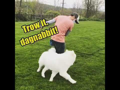 cute  dog want to play @Animal world ?viral video?Animals Compilation short CUTE animals vedio