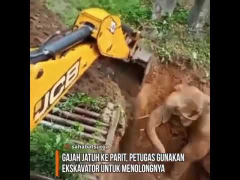 cute elephant rescued ?viral video?Animals world Compilation short CUTE animals vedio