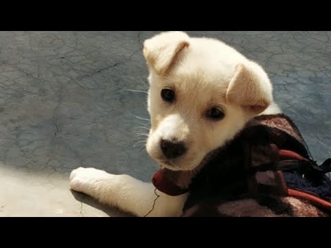 cute puppies doing cutest things
