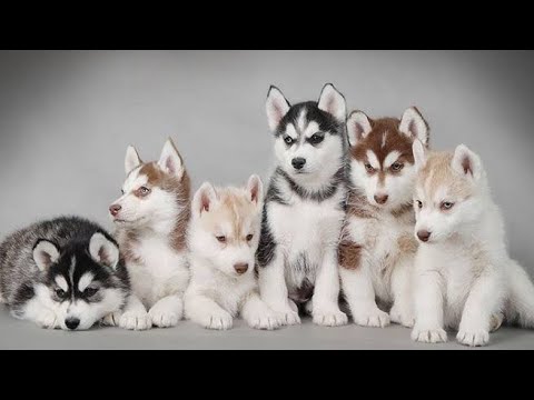 cute puppies     #puppy #dog