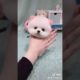 cute song cute dog status videos  WhatsApp status video tik tok video