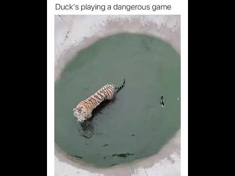 ducks playing a dangerous tigers game funny animals videos