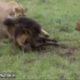 full ANIMAL FIGHT  in 2018