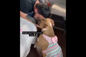 funny Pitbulls | Cute pitbull | Funny Dogs | Cute Puppies ??