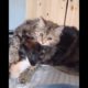 funny animal fight    cute dogs    funny dog funny cat    cute cats   animal video   #shorts  animal