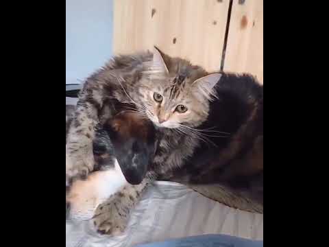 funny animal fight    cute dogs    funny dog funny cat    cute cats   animal video   #shorts  animal