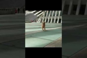 funny dog video, dogs, dog, pet, pets, dog playing video,