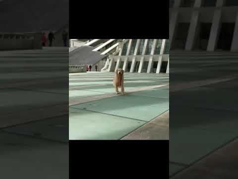 funny dog video, dogs, dog, pet, pets, dog playing video,