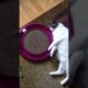 playing Time ??? Fun of Animals #short #youtube#trending