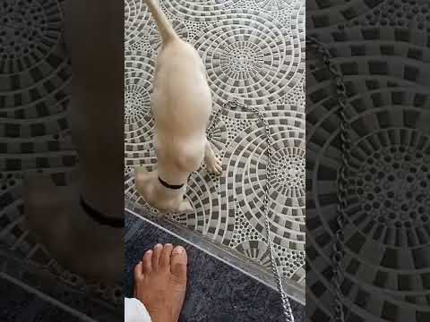playing eating playing ,#shorts #funnyanimals #animals #funny  #funnyvideos #cute #animal #pets