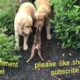 playing funny dog vidio  cute dog vidios  pet animals vidio #rajsureshanimals