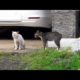 #short #youtubeshort #ytshorttwo cats fighting animal fight video