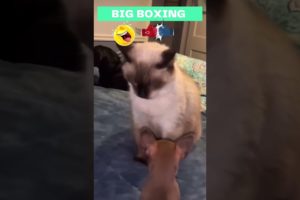 #shorts Cat and Dog Boxing , funnies animal fighting. Laughing Harder ?#boxing #wonderfunpetstudio