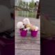 #shorts Omg!  Cute Puppies Doing Funny Things #15 |  Cute dog