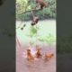 #tiger #monkey #reels #shorts playing games in water!! #wildlife #animals