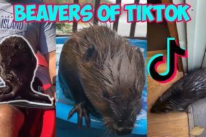 tiktoks that made me want to be a lady who rescues beavers on tiktok