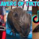 tiktoks that made me want to be a lady who rescues beavers on tiktok